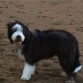 fredie,collie barbudo